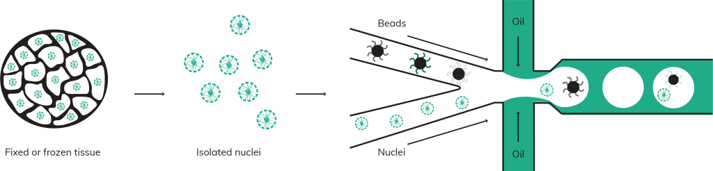 Diagrams Web Single Nuclei RNA - Seq (sNuc-Seq) Method